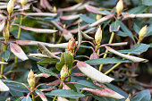 Rhododendron's leaves damaged by the disease in the spring garden