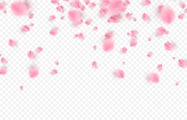 Vector illustration of Vector rose petals. Flying sakura or rose petals. Petals on isolated transparent background.