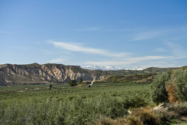 istock Verdant Olive Grove with Snow-Capped Mountains in the Distance 1965538310