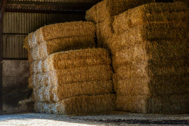 istock A pile of hay in a barn 1965538874
