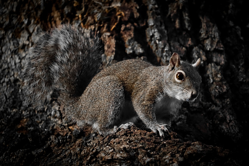 Close up of a squirrel in a tree