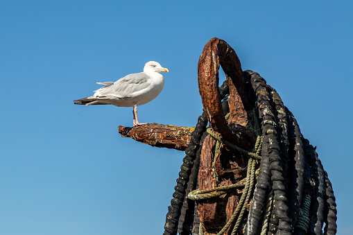 A seagull perched on a rustry structure in a harbour, with a blue sky overhead