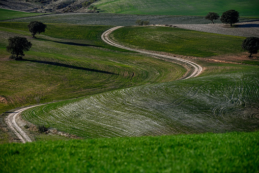 A lone tree stands guard over the striped pattern of green agricultural fields, highlighting the geometry of rural farmlands