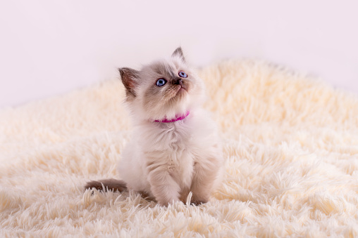 close up of little ragdoll kitten with blue eyes  sitting on a white background.  Photo for card and calendar