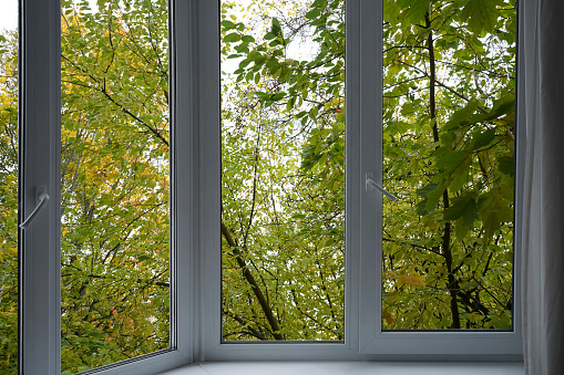 View from the window, green trees in the park.