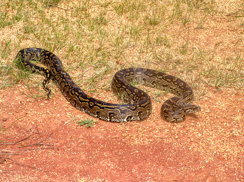 african rock python snake crawling in the dry grass and sand