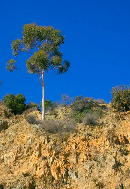 Photo of Eucalyptus (plural eucalypti, eucalyptuses or eucalypts).  Catalina Island in the Pacific Ocean, California