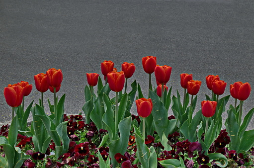 A spring garden with beautiful blooming red tulips against a background of patterned dark red violets, Sofia, Bulgaria