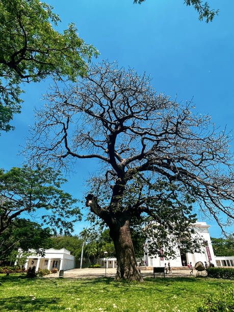 istock Majestic Trees are the beauty 1965593045