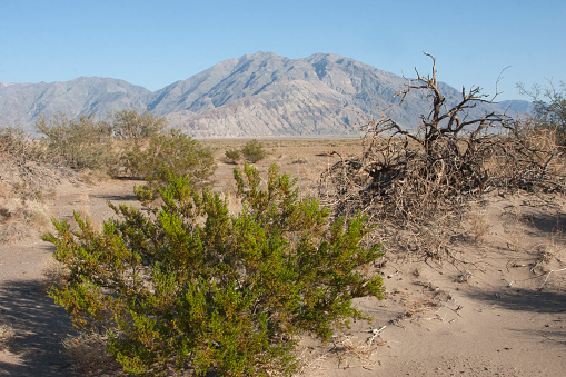 USA, California, Death Valley National Park, Desert vegetation