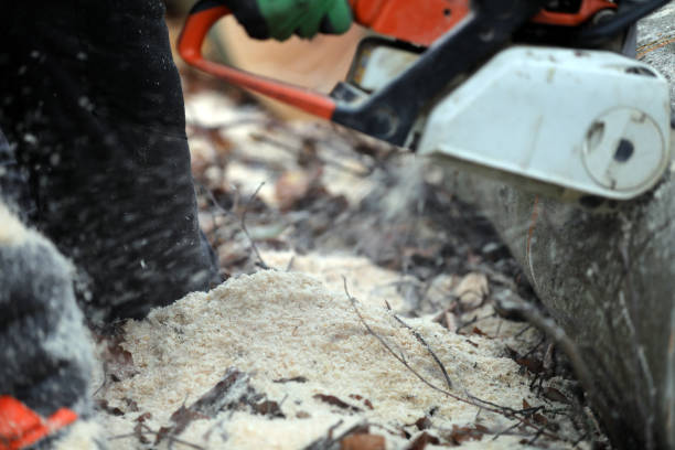istock Sawing firewood in the forest with a chainsaw 1965621513