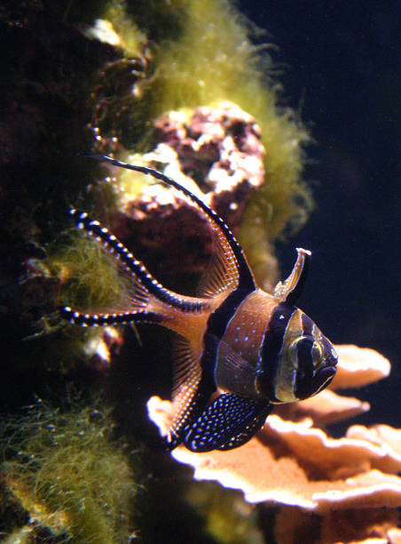 New Jersey and Philadelphia, Kembdone, Okeanarium - beautiful fish in a marine aquarium