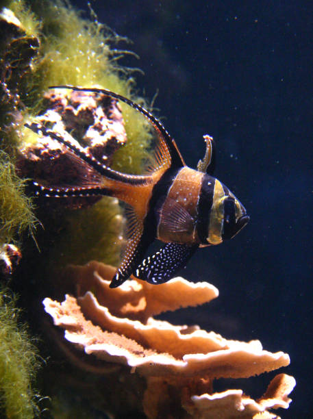istock Beautiful fish in a marine aquarium 1965622050