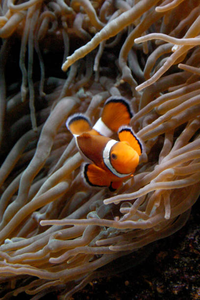 istock Clownfish (Amphiprion sp.) swimming underwater in Oceanarium 1965622065