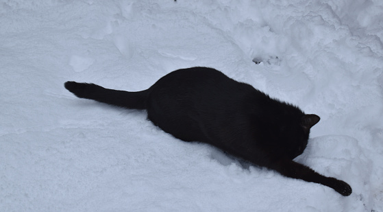 A cute black cat in the snow with one leg stretch out and tail on the opposite side.