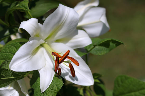 istock White Easter Lily flowers in garden. Madonna Lily 1965631014