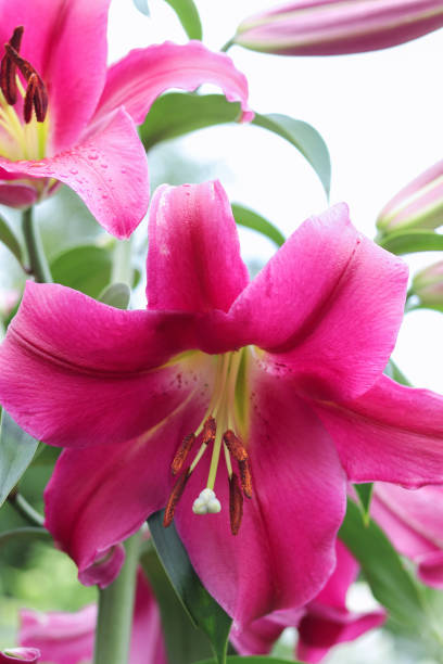 istock Pink Asiatic Lily. Stargazer Lily 1965636271