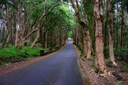 Road and Bridge at Alexandra Falls in the Black River Gorges National Park Forest in Mauritius with Eucalyptus Trees