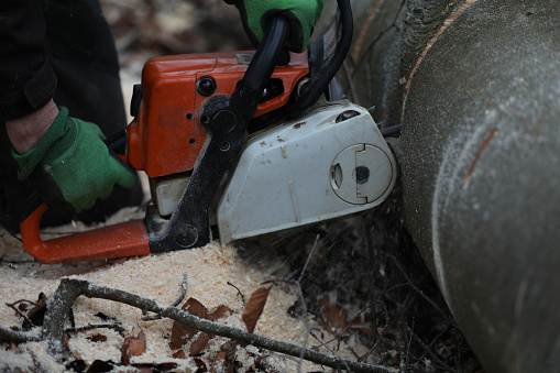 Sawing firewood in the forest with a chainsaw