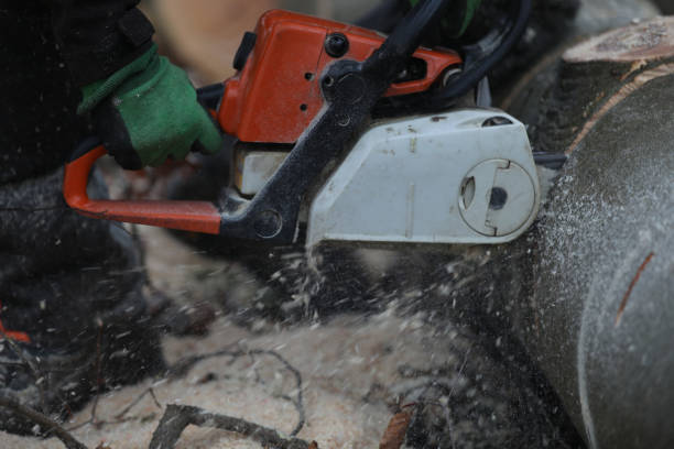 istock Sawing firewood in the forest with a chainsaw 1965643198