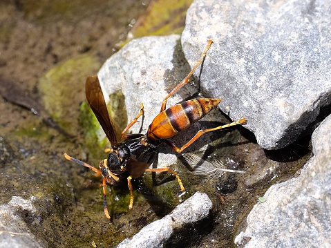 A single Buysson's Paper Wasp (Polistes buyssoni), an invasive species from North America, drinks from a mountain stream during hot mid-summer weather in central Chile, near the capital Santiago.