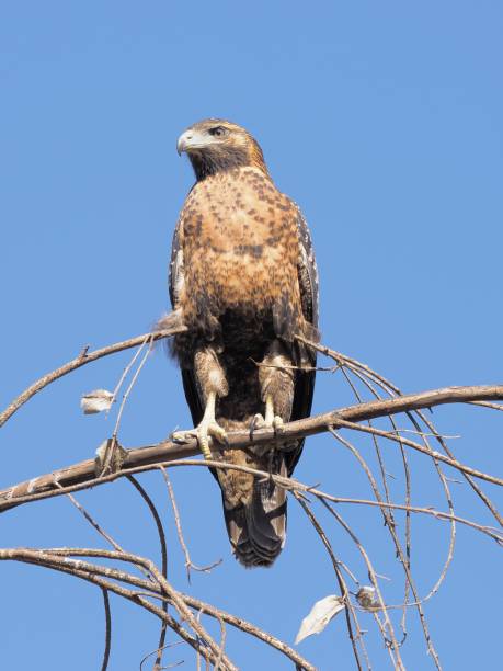 A Black-chested Buzzard Eagle perches in a treetop against a clear, blue sky background A single juvenile Black-chested Buzzard Eagle (Geranoaetus melanoleucus) perches in a treetop against a clear, blue sky background in the central Chilean Andes, near Santiago de Chile young black chested buzzard eagle geranoaetus melanoleucus stock pictures, royalty-free photos & images