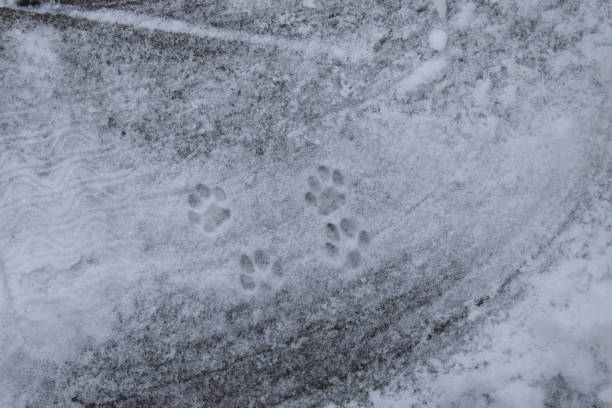 istock Cat paws prints in the snow 1965647403