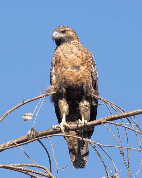 A Black-chested Buzzard Eagle perches in a treetop against a clear, blue sky background A single juvenile Black-chested Buzzard Eagle (Geranoaetus melanoleucus) perches in a treetop against a clear, blue sky background in the central Chilean Andes, near Santiago de Chile young black chested buzzard eagle geranoaetus melanoleucus stock pictures, royalty-free photos & images