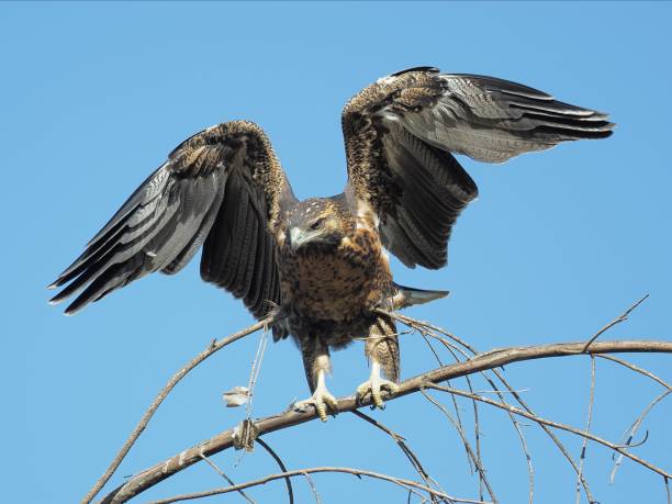 A Black-chested Buzzard Eagle perches in a treetop against a clear, blue sky background A single juvenile Black-chested Buzzard Eagle (Geranoaetus melanoleucus) perches in a treetop against a clear, blue sky background in the central Chilean Andes, near Santiago de Chile young black chested buzzard eagle geranoaetus melanoleucus stock pictures, royalty-free photos & images