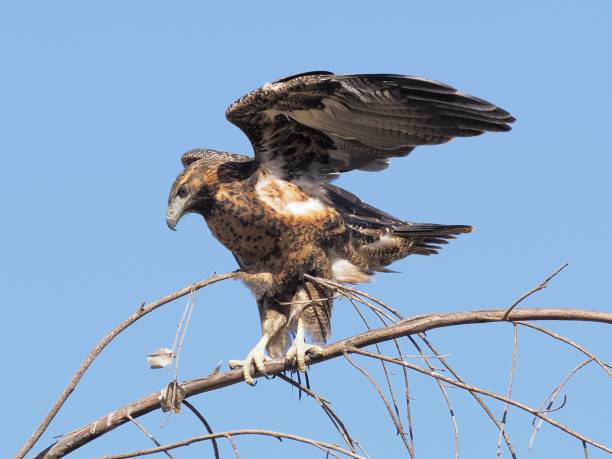 A Black-chested Buzzard Eagle perches in a treetop against a clear, blue sky background A single juvenile Black-chested Buzzard Eagle (Geranoaetus melanoleucus) perches in a treetop against a clear, blue sky background in the central Chilean Andes, near Santiago de Chile young black chested buzzard eagle geranoaetus melanoleucus stock pictures, royalty-free photos & images