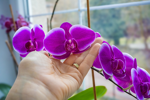 Woman enjoys orchid flowers on window sill. Girl taking care of home plants holding them in hands. Successful growing. High quality photo