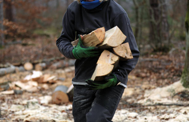 Sawing firewood in the forest with a chainsaw