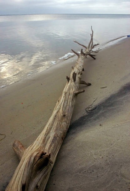 parc d’état d’island beach. des kilomètres de dunes de sable et de plages de sable blanc offrent un habitat aux plantes maritimes et à une faune diversifiée qui est presque le même qu’il y a des milliers d’années. - driftwood wood water sunrise photos et images de collection