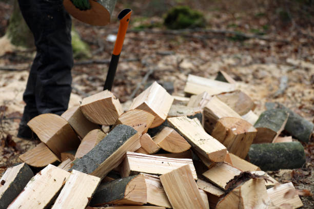 istock Sawing firewood in the forest with a chainsaw 1965659442
