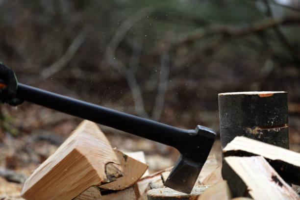Sawing firewood in the forest with a chainsaw