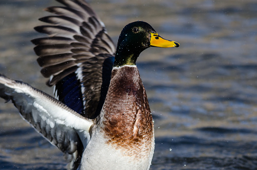 Mallard Duck Stretching Its Wings While Resting on the Water