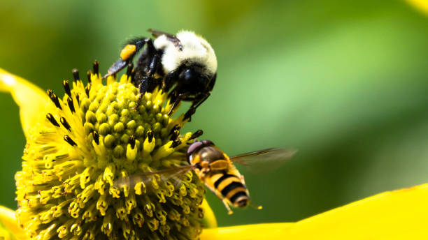 Bee Gathering Pollen from an Accommodating Flower - foto stock