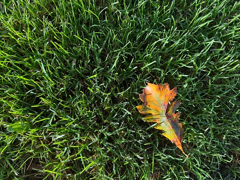 Horizontal high angle photo of a colourful Oak leaf, green and orange, fallen from an Oak tree onto green grass at the end of Summer. Uralla, New England high country NSW.
