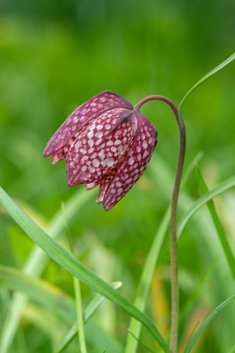 Close up of a purple snakes head fritillary (fritillaria meleagris) flower in bloom