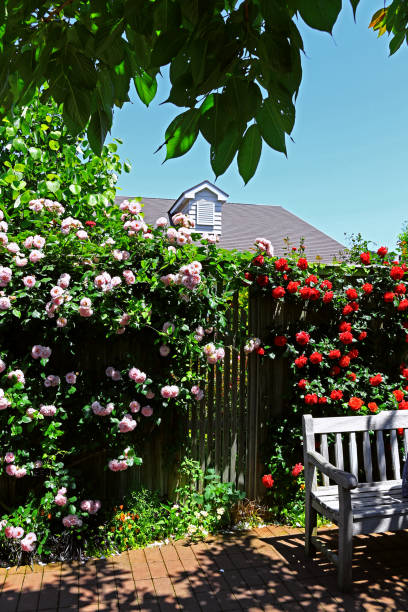 istock Garden terrace with blooming roses 1965708941