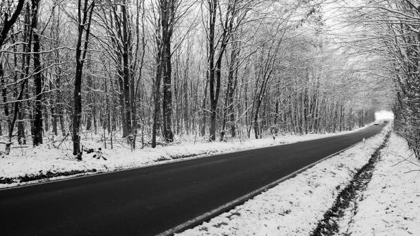 istock tree lined road diminishing in the distance in winter 1965713151