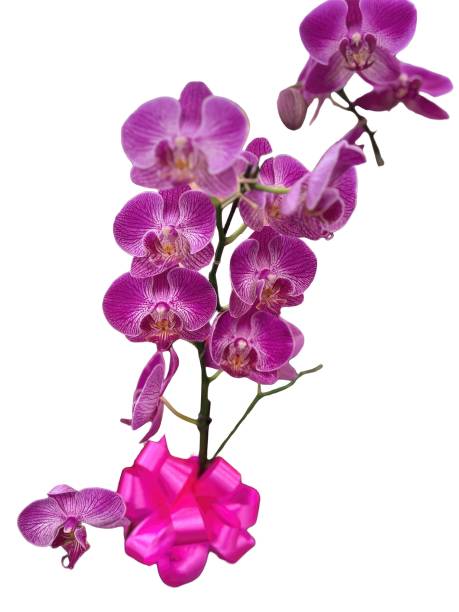istock Orchid flowers with a pink ribbon isolated on white background 1965714191