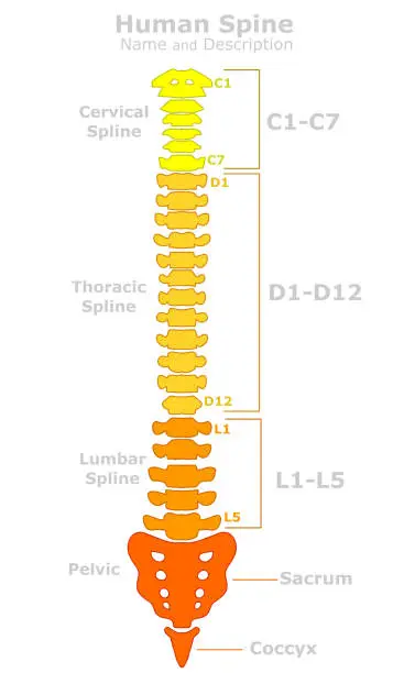 Vector illustration of Human spine anatomy. Vertebral column structure. Parts names, description. cervical spline, C1 C7, thoracic vertebrae T1 T12, lumbar, pelvic, coccyx, posture. Colored, red to yellow. Draw vector