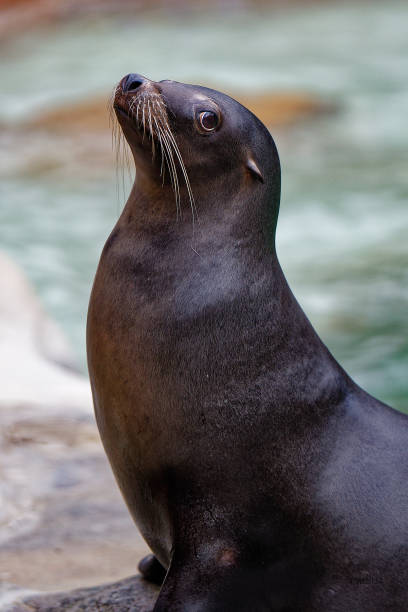 istock a seal sitting on top of a rock next to a pool 1965719418