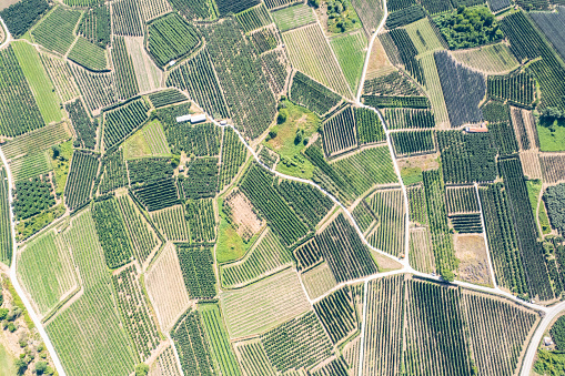 Drone view of huge agricultural field, roads. Aerial view of apple orchards, grape trees  in countryside farms.