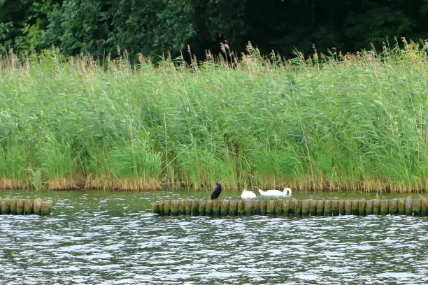 passing the nature at the riverbank by boat trip on the Havel River near Glienicke Bridge between Berlin and Potsdam on a cloudy day