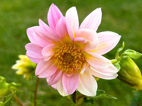 Horizontal closeup photo of a pastel pink flower and a bud growing on a Dahlia plant growing in a flowerbed in Summer. Uralla, New England high country NSW.