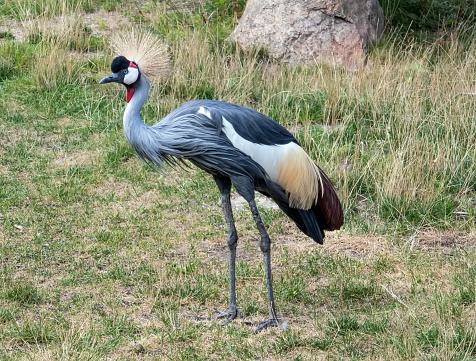 Three crown cranes on a plain in Kafue National Park in Zambia