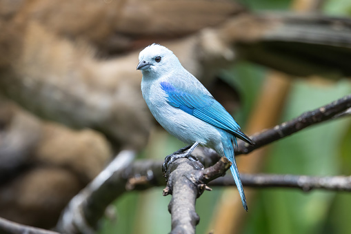 Blue-gray Tanager perching on a branch of tree.