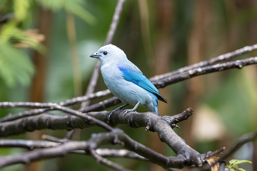 Blue-gray Tanager perching on a branch of tree.